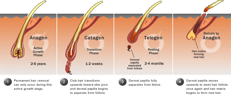 stress caused to hair loss