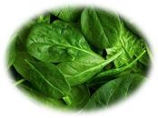Vegetables: Spinach