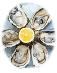 Oysters