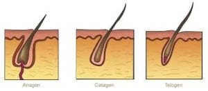 What are the stages of hair growth
